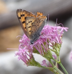 Lycaena alciphron