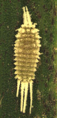 Laminicoccus flandersi