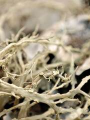 Ramalina subfarinacea