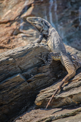 Ctenosaura hemilopha