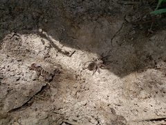 Theraphosinae