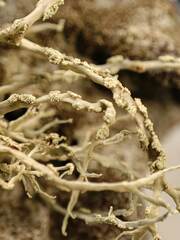 Ramalina subfarinacea