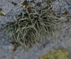 Ramalina subfarinacea