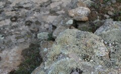 Ramalina subfarinacea