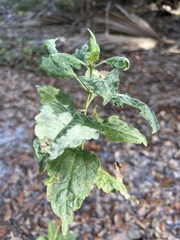 Verbesina virginica
