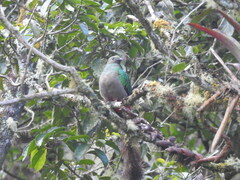 Pharomachrus mocinno