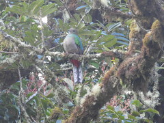 Pharomachrus mocinno