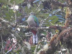 Pharomachrus mocinno