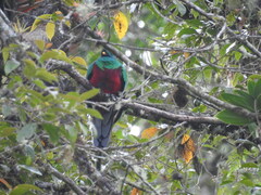 Pharomachrus mocinno