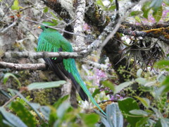 Pharomachrus mocinno