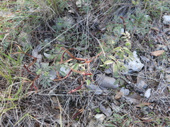Desmanthus velutinus