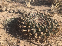 Mammillaria meiacantha