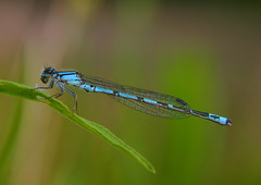 Enallagma laterale