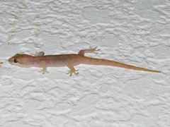 Hemidactylus robustus