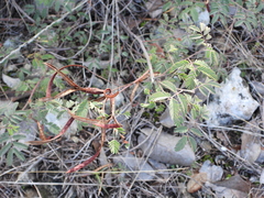 Desmanthus velutinus