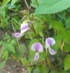 Neustanthus phaseoloides