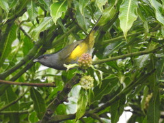 Phainoptila melanoxantha