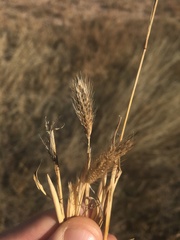 Chloris virgata