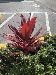 Cordyline