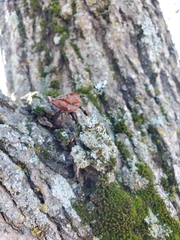 Physcia millegrana