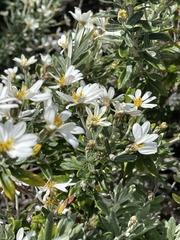 Chiliotrichum diffusum