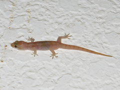Hemidactylus robustus