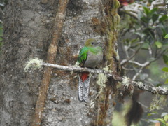 Pharomachrus mocinno