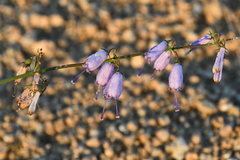 Adenophora triphylla
