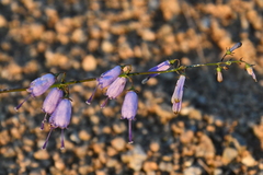 Adenophora triphylla