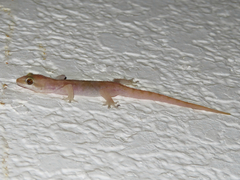 Hemidactylus robustus