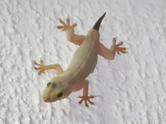 Hemidactylus flaviviridis