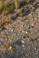 Adenophora triphylla