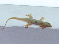 Hemidactylus flaviviridis