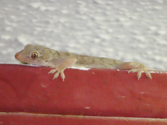 Hemidactylus flaviviridis
