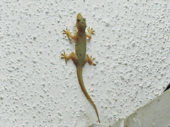 Hemidactylus flaviviridis