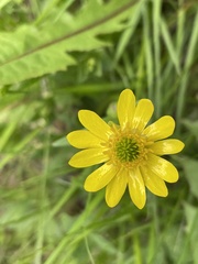 Ranunculus peduncularis
