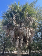 Sabal palmetto