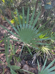 Serenoa repens