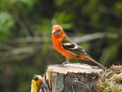 Piranga bidentata