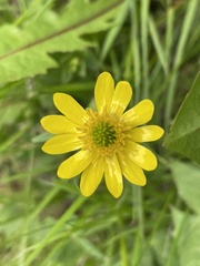 Ranunculus peduncularis