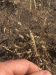 Enneapogon desvauxii