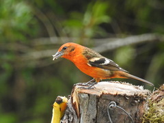 Piranga bidentata