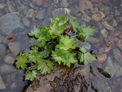 Boykinia occidentalis