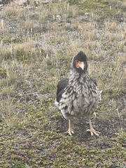 Daptrius carunculatus