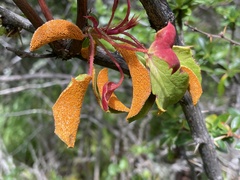 Puccinia magellanica