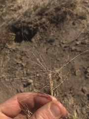 Scleropogon brevifolius