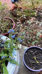Cynoglossum amabile