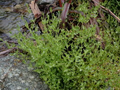 Stellaria crispa