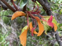 Puccinia magellanica