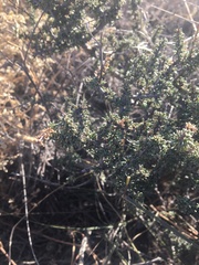 Condalia ericoides